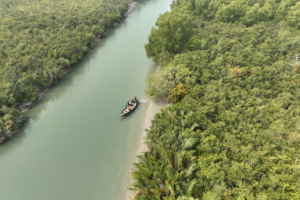 the sundarbans, bayond the tiger